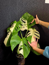 Rare Variegated Monstera Albo - White Albo Borsigiana Mature EXACT Plant - Large Form - US Seller