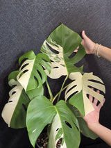 Rare Variegated Monstera Albo - White Albo Borsigiana Mature EXACT Plant - Large Form - US Seller