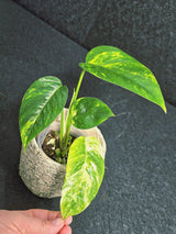 RARE Variegated 'Golden Flame' Epipremnum Pinnatum Plant - Variegated Yellow Flame Indoor Plant - SAME Plant - US Seller