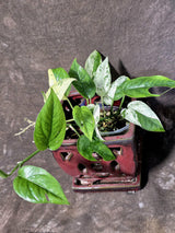 Epipremnum Pinnatum Albo Variegated - Climbing Aroid - (June-25-26)