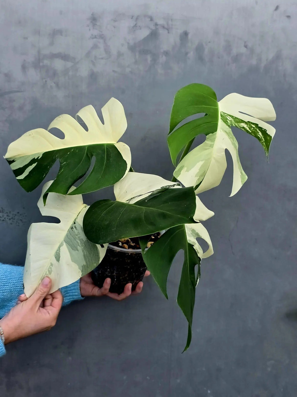 Rare Variegated Monstera Albo Half-Moon Leaf Plant - White Albo Borsigiana Plant - EXACT Plant - US Seller