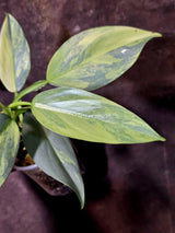 Philodendron Silver Sword Variegated - Rare Collectors Plant - (June-09-30)