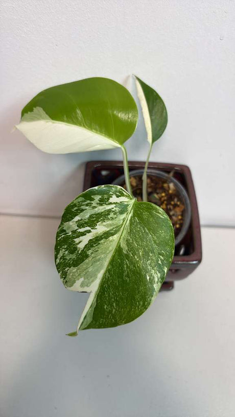 Variegated Monstera Albo EXACT Plant - Rare White Albo Baby Leaf Plant - US Seller