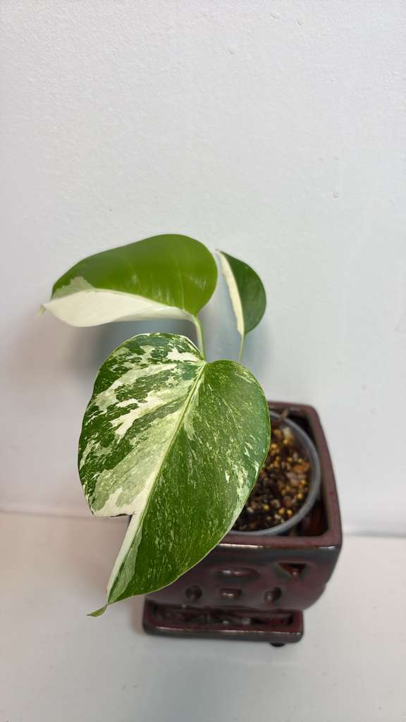 Variegated Monstera Albo EXACT Plant - Rare White Albo Baby Leaf Plant - US Seller