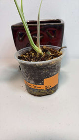 Variegated Monstera Albo EXACT Plant - Rare White Albo Baby Leaf Plant - US Seller