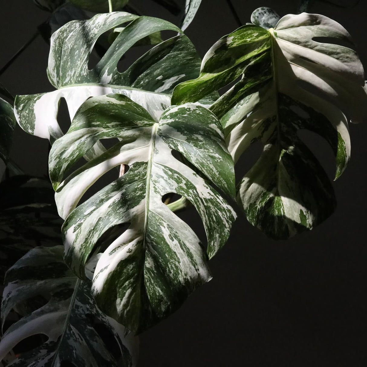 monstera albo borsigiana