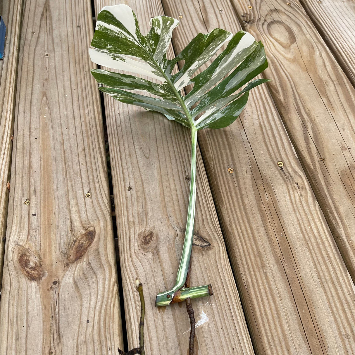 monstera plant