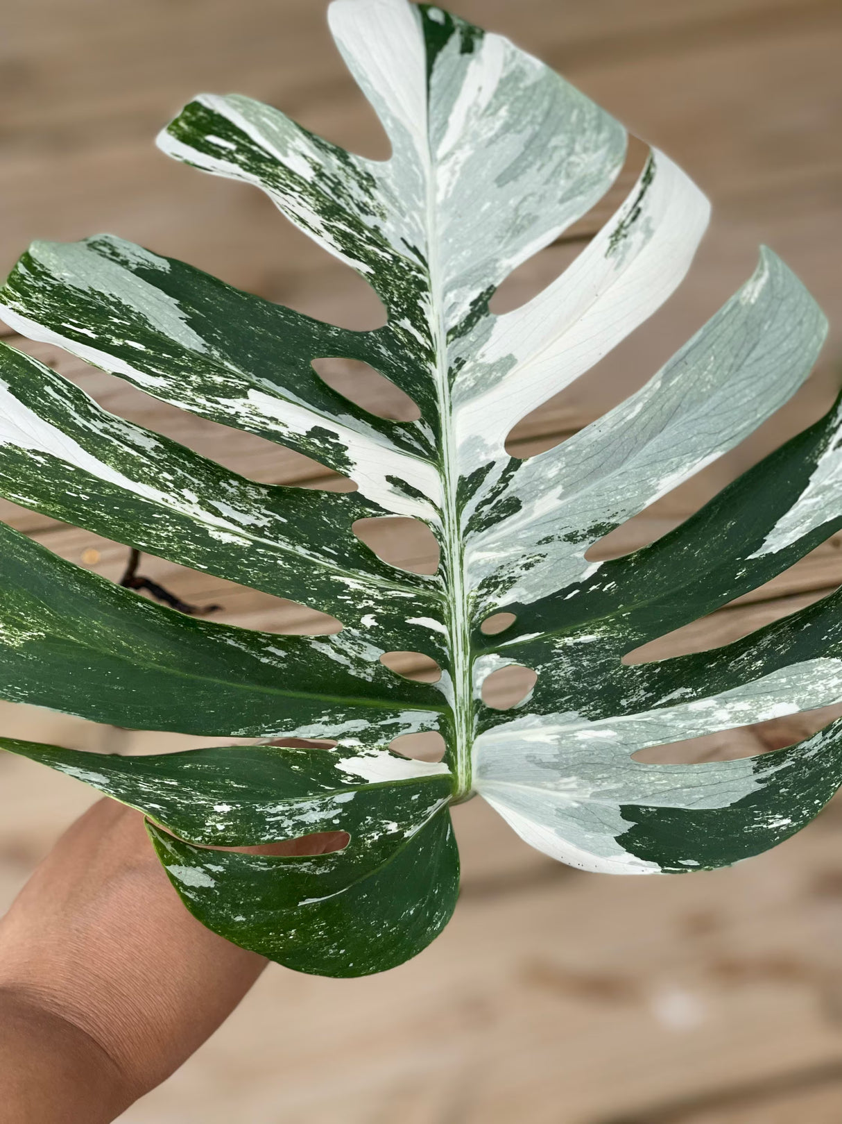 Monstera Albo Borsigiana Cutting - Extremely Rare Variegated Monstera Albo