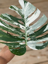 Monstera Albo Borsigiana Cutting - Extremely Rare Variegated Monstera Albo