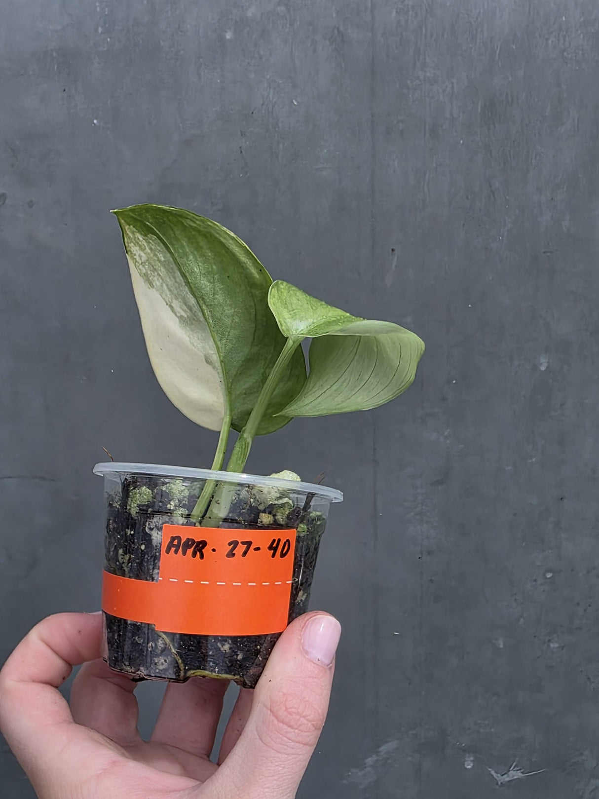 Variegated Scindapsus Pictus 'Jade Satin' Plant in a Nursery Pot - Rare Collector Plant - SAME Plant - US Seller