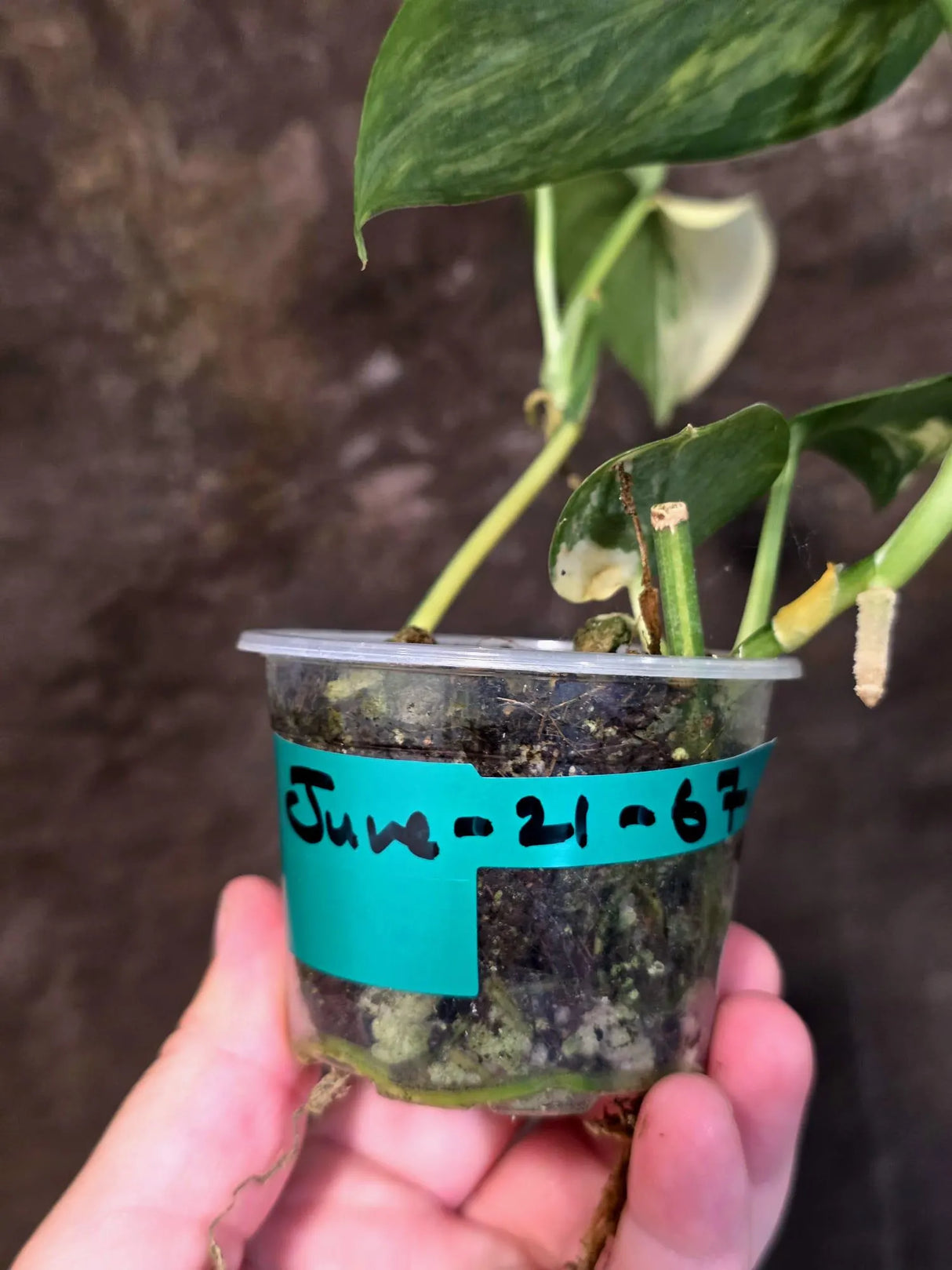 Scindapsus Jade Satin Variegated - Yellow Variegation - (June-21-67)