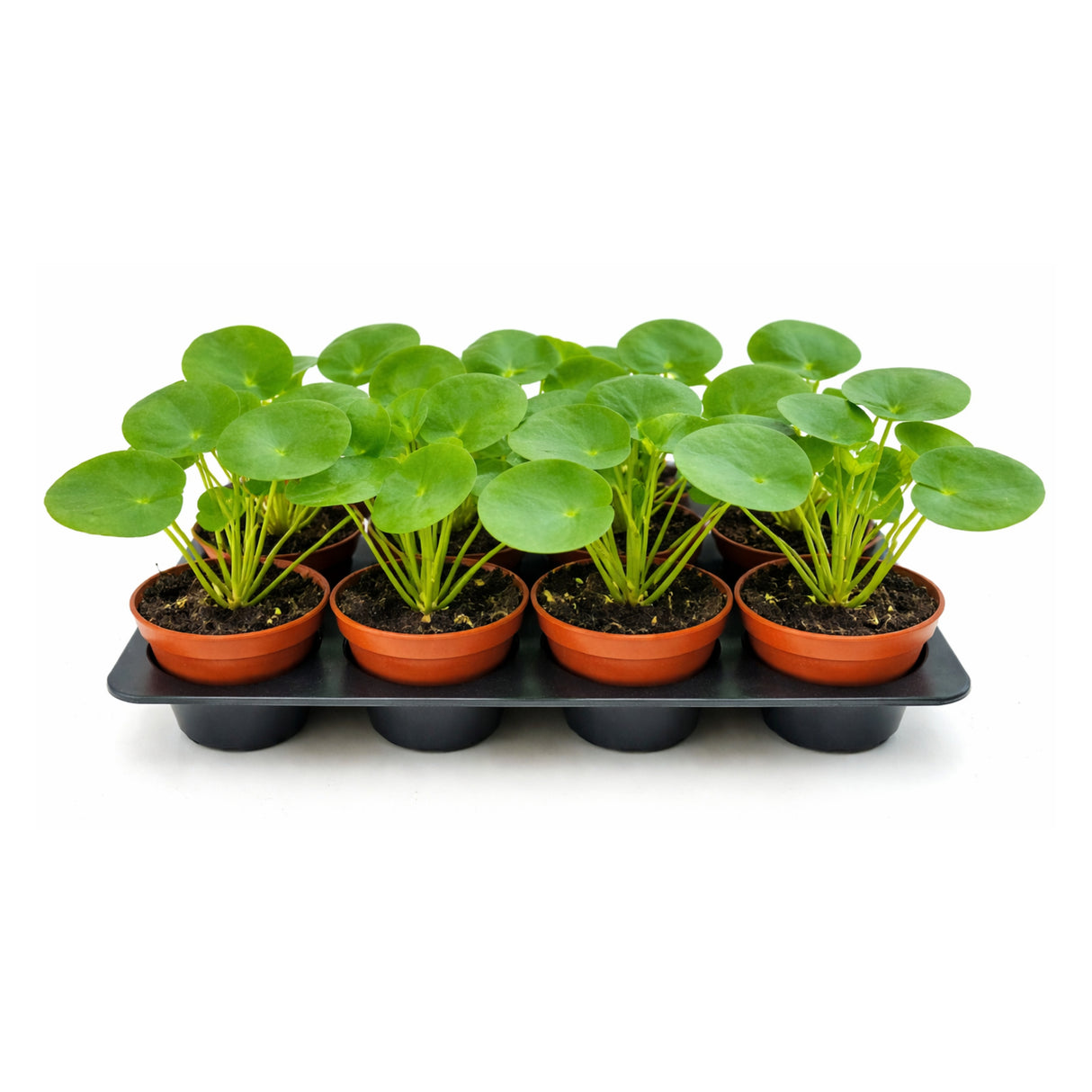4” Chinese Money Plant (Wholesale Indoor Plant Case of 10 Pots)