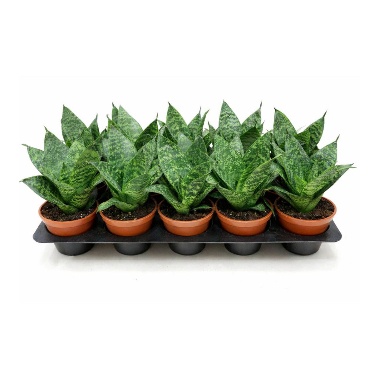4" Sansevieria Forest Star (Wholesale Indoor Plant Case of 10 Pots)
