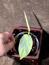 Philodendron Silver Sword Variegated - Rare Exact Plant - (June-21-71)