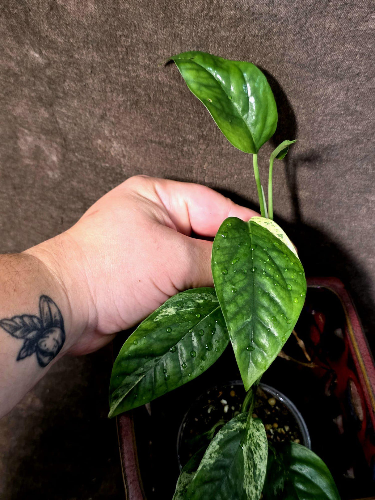 Epipremnum Pinnatum Albo Variegated - Climbing Aroid - (June-25-27)