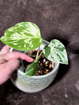 Super Rare Monstera Bulbasaur Variegated Live Plant - Exotic Collector Mint - (July-10-05)