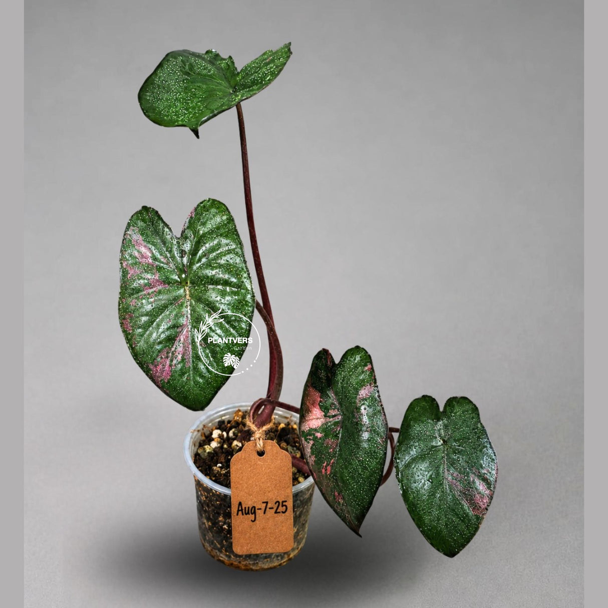 Alocasia Serendipity Pink Variegated - Collector's Aroid (Aug-7-24)