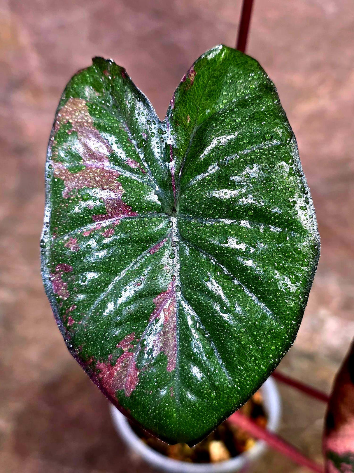 Alocasia Serendipity Pink Variegated - Collector's Aroid (Aug-7-24)