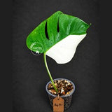 Variegated Monstera Albo Live Plant - Half-Moon Leaf (Aug-19-1)