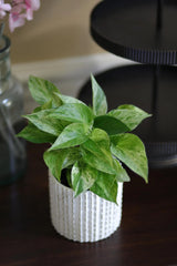 Marble Queen Pothos Plant in a 3" Nursery Pot- Indoor Vining Houseplants - Marble Pothos