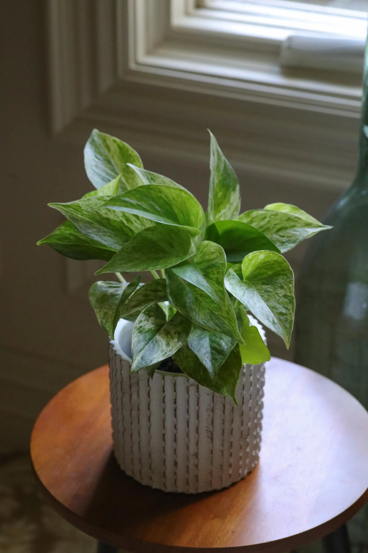 Marble Queen Pothos Plant in a 3" Nursery Pot- Indoor Vining Houseplants - Marble Pothos