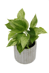 Marble Queen Pothos Plant in a 3" Nursery Pot- Indoor Vining Houseplants - Marble Pothos