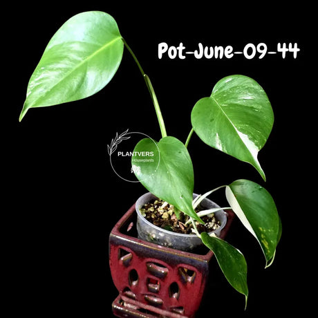 Variegated Monstera Albo - Rare Live Indoor Houseplant - Easy Care Collector Plant  - *EXACT PLANT* - US Seller