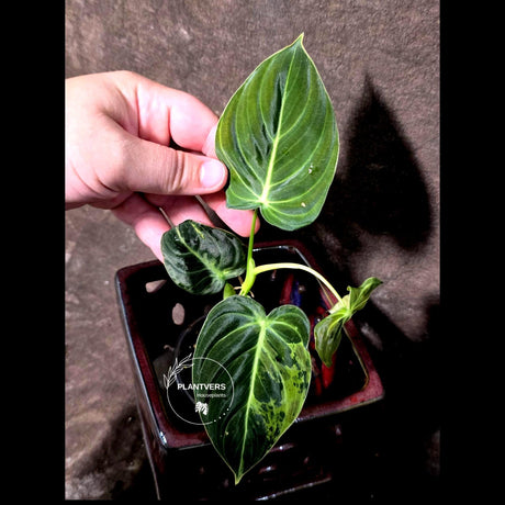 Philodendron Melanochrysum Variegated - Rare Tropical (June-25-17)