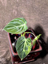 Philodendron Melanochrysum Variegated - Rare Tropical (June-25-17)