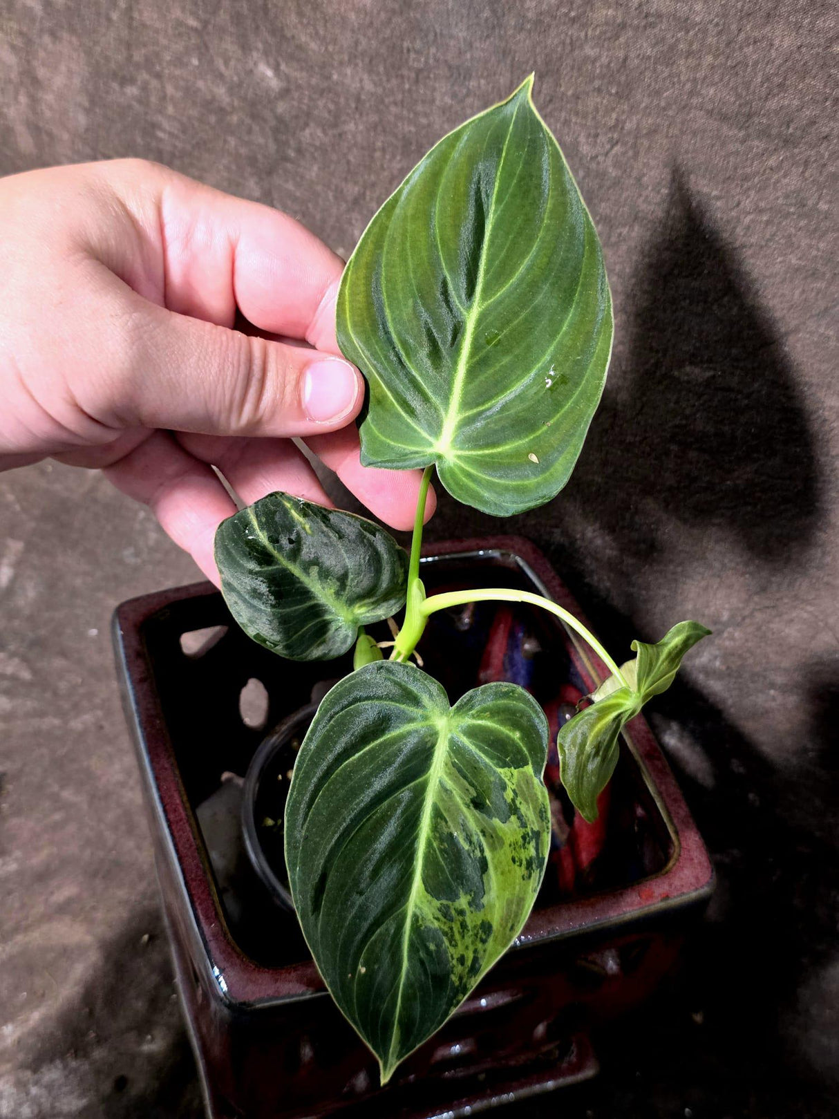 Philodendron Melanochrysum Variegated - Rare Tropical (June-25-17)