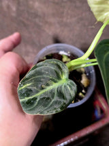 Philodendron Melanochrysum Variegated - Rare Tropical (June-25-17)