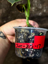 Philodendron Melanochrysum Variegated - Rare Tropical (June-25-17)