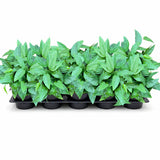 4" Cebu Pothos (Wholesale Indoor Plant Case of 10 Pots)