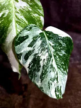 Variegated Monstera Albo - White Monstera Baby Leaf Plant (Aug-19-7)