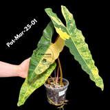 Rare Philodendron