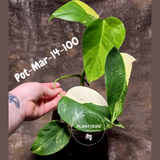 Variegated Monstera Aurea Live Plant - Rare Yellow Variegated Monstera Borsigiana - Collector Grade Houseplant - US Seller