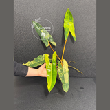 variegated