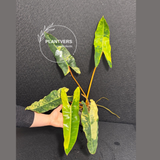 super rare plants