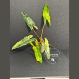 Philodendron