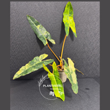 rare collector plant