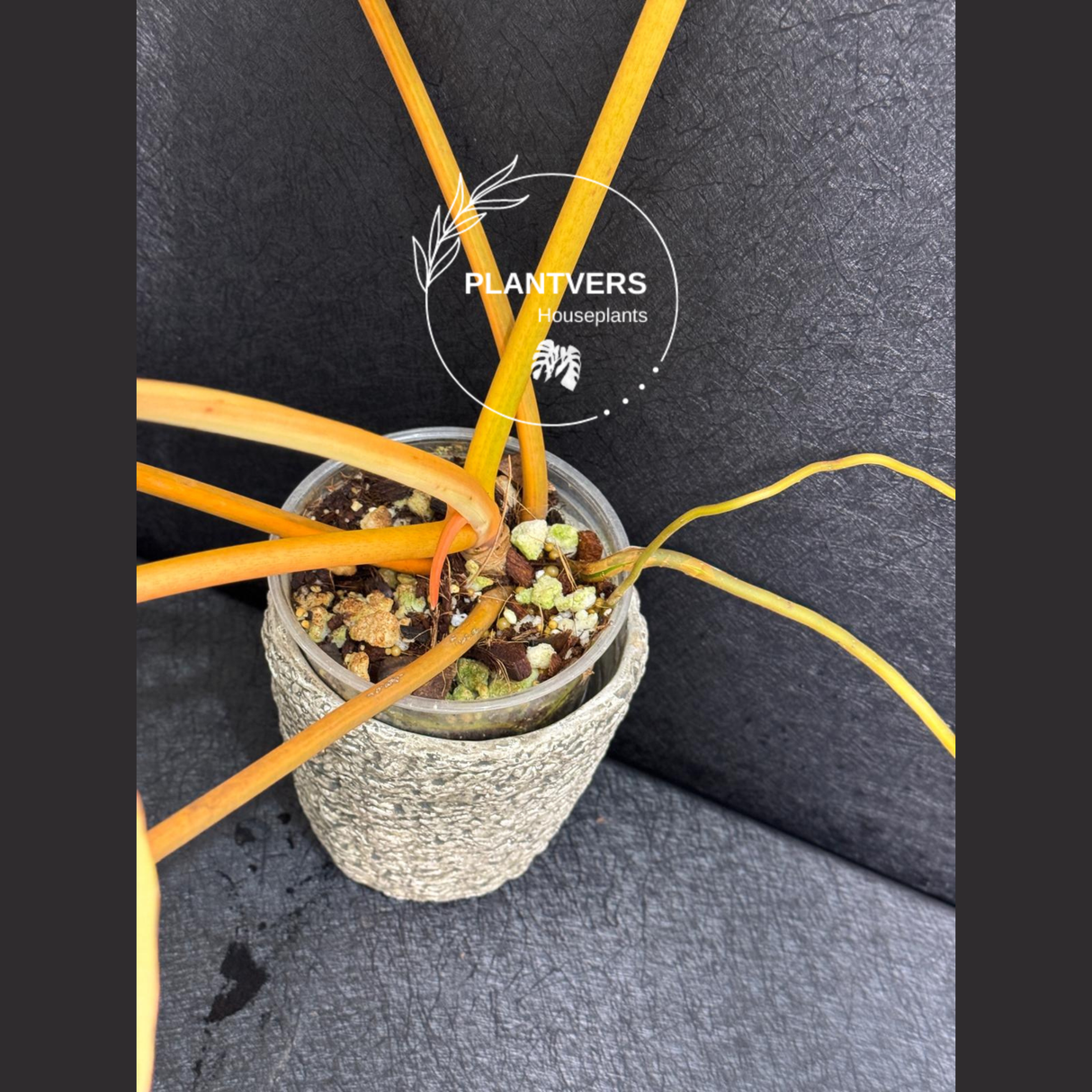 collector plants