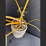 collector plants