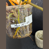 Aroid Plants
