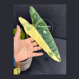 Philodendron
