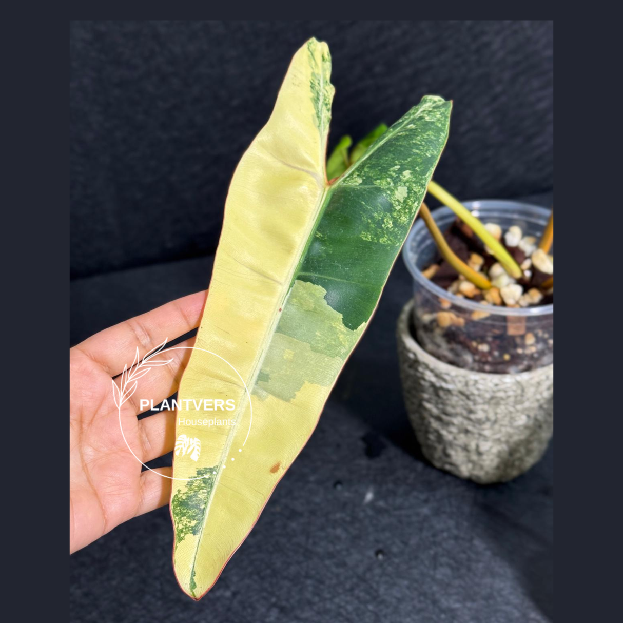 rare collector plant