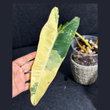 rare collector plant