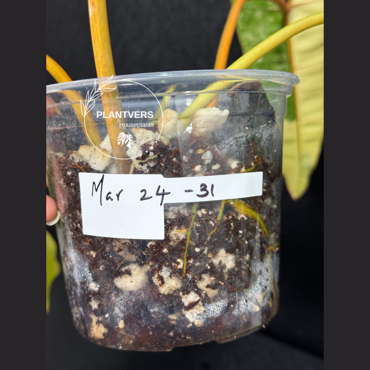Aroid Plants