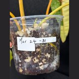 Aroid Plants