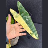 variegated billietia