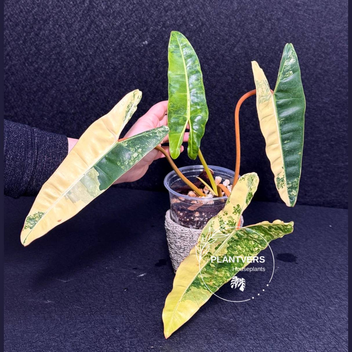 variegated